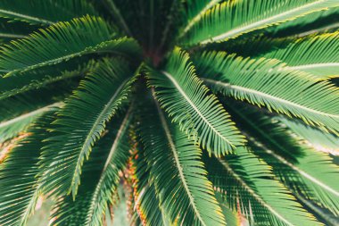 Tropik palmiye yaprakları, çiçek desenli arka plan