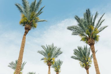 Güzel günbatımı arka planında palmiye ağaçları