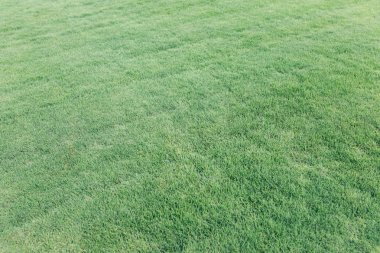 Arka plan için yeşil çimen deseni ve doku. Resmi kapat..