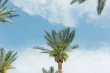 Hindistan cevizi avuç içi mavi gökyüzünün altında şubeleri