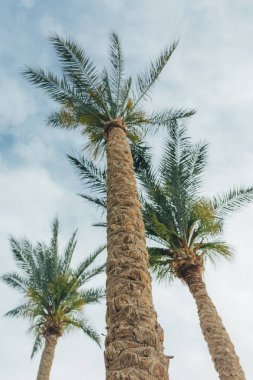 Tropik ağaç, palmiye ağacı. Mavi gökyüzü arka plan üzerinde güzel palmiye ağacı