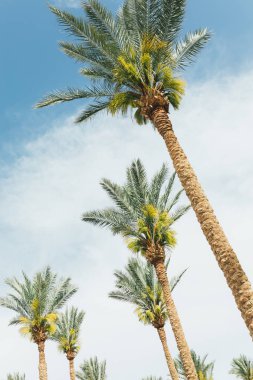 Güzel günbatımı arka planında palmiye ağaçları