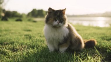 Çimenlerde oynayan bir kedi. Vahşi bir kedi yeşil çimenlerde dolaşıyor.