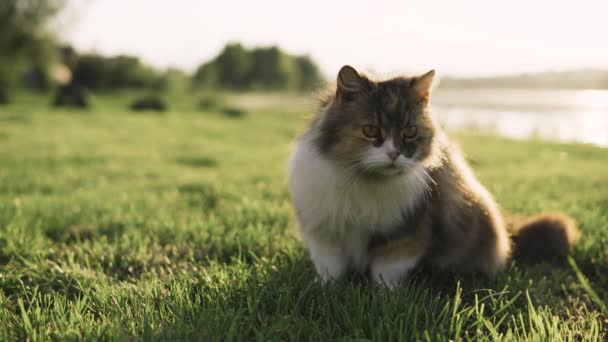 Кот лежит на траве и смотрит вокруг на берега реки — стоковое видео