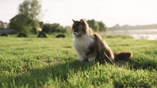 Çimenlerde oynayan bir kedi. Vahşi bir kedi yeşil çimenlerde dolaşıyor.. — Stok video