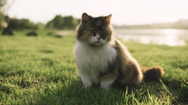 Kočka, co hraje v trávě. Divoká kočka bloudí v zelené trávě — Stock video