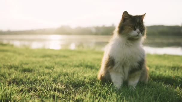 Cat lying on the grass and looking around on the banks of the river — Stock Video
