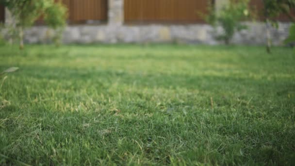 Grönt gräs i trädgården och man med gräsklippare närmar sig i bakgrunden — Stockvideo