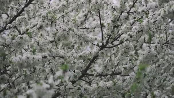 Çiçek açan bir ağacın dalları ve güneş ışığı altında beyaz çiçekler. — Stok video