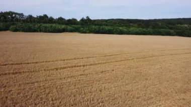 Güneşli bir günde bir buğday tarlasının üzerinden uçmak