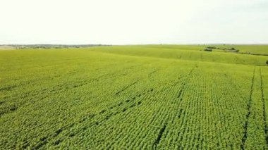Güneşli bir günde şehrin dışındaki genç ayçiçeklerinin hava manzarası.