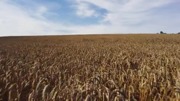 Voo de drone baixo sobre um belo campo de trigo natural em um dia ensolarado — Vídeo de Stock