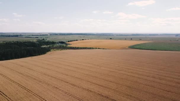 Lot drona nad pięknym naturalnym krajobrazem duże pole żółtej pszenicy — Wideo stockowe