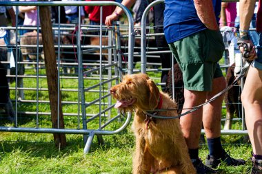 Loweswater, Cumbria, Birleşik Krallık. 3 Eylül 2023. Hayvanlı yerel çiftçilerin köy çiftliği gösterisi.