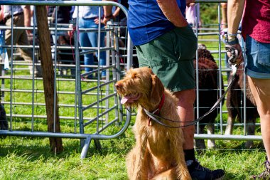 Loweswater, Cumbria, Birleşik Krallık. 3 Eylül 2023. Hayvanlı yerel çiftçilerin köy çiftliği gösterisi.