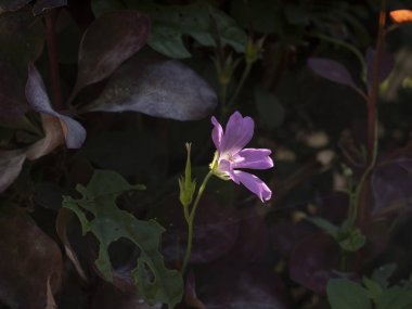 Bu, bahçede büyüyen küçük bir sardunya pembe çiçeğinin fotoğrafı. Fotoğraf yakın mesafeden, bulanık bir arkaplanla çekilmiş..