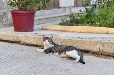 Bir tekir ve beyaz bir sokak kedisi kaldırımda rahatça yatar, doğrudan kameraya bakar. Malta 'dan çekilen bu gizli çekim adaların sakin doğasını yansıtıyor..
