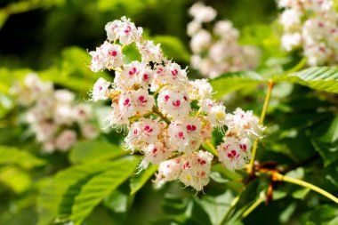 Canlı bir yakın plan beyaz at kestane çiçekleri hassas pembe merkezler, parlak güneş ışığı ile yıkanmış yemyeşil yapraklar.