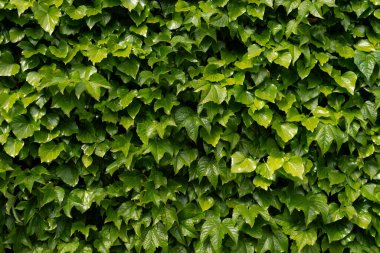 Parlak yeşil Boston Ivy Parthenocissus triküpidata yapraklarından oluşan yoğun duvar, doğal ve ferahlatıcı dokulu bir arka plan sunuyor. 