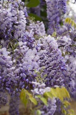 Canlı mor salkımgillerden oluşan büyüleyici bir yakın plan, bahar aylarında açan narin çiçek kümelerini gözler önüne seriyor..