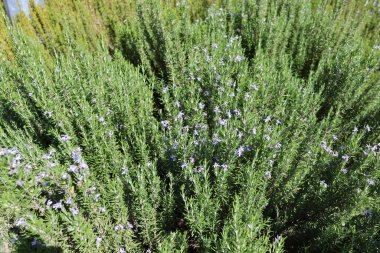 Top view of lush rosemary with tiny blue blossoms and needle leaves. Useful for food blogs, herb packaging, culinary themes, wellness, cosmetics, gardening backdrops, eco branding, natural textures.