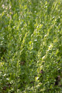 Dense green shrub with fresh leaves and natural bokeh; useful as an eco background for web banners, posters, packaging, gardening ads, and wellness branding.