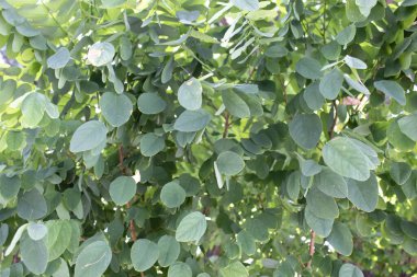 Close-up foliage of an ornamental shrub with many round green leaves and soft bokeh. Perfect for botanical backgrounds, eco concepts, posters, web banners, branding, and design mockups.