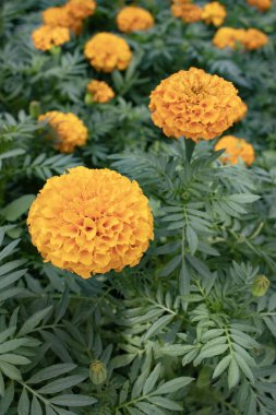 Vibrant marigold garden beside a stone wall, rows of orange and yellow blooms with green foliage and shallow depth of field. Great for gardening content, landscaping ideas, seasonal promotion, banners.