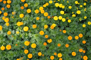 Overhead view of marigold plants with dense green foliage and orange yellow blossoms forming an ornamental pattern. Ideal for backgrounds, packaging, textiles, web headers, print templates.