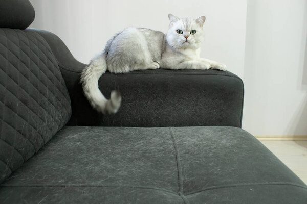 Gray cat lying on backrest of upholstered sofa with visible pet hair shedding. Furniture surface shows household problem. Great for hygiene, allergy, cleaning, pet care use.