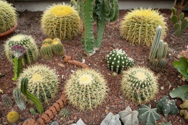 Dekoratif çöl bahçesi, echinocactus grusonii, öforbi, mammillaria ve diğer sulu kayalık topraklar. Tasarım, baskı veya ekommerce için doğal botanik düzenleme.