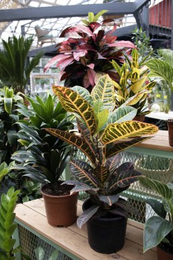 Canlı yeşil ve sarı yapraklı Croton bitkisi, kapalı alandaki tropikal bitkilerin arasına yerleştirilmiş, parlak doğal ışık, ekommerce veya sosyal medya için ideal.