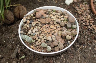 Topraktaki beyaz bir tencerede lithopsların sulandırılması. Doğal ışık, detaylı doku, makro bakış açısı. Ekomünikasyon, baskı, sosyal, afiş kullanımına uygundur.