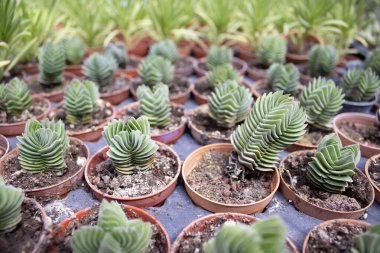 Kahverengi saksılarda yetişen dekoratif spiral suflörler, yakın çekim sera düzenlemesi, model, pankart, ekommerce, sosyal ya da baskı tasarımı için geometrik yeşil yapraklar.