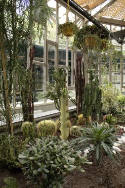 Various cactus and succulent houseplants growing in indoor greenhouse, vertical composition with hanging pots, natural daylight, suitable for print and digital design.