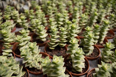 Perspektif sıraları küçük kahverengi kaplar, sera ışığında tekrarlanan yeşillik deseni, modelleme, pankart, ekommerce ya da baskı için dekoratif bitkiler.