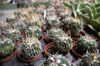 Ferocactus kaktüsünün yatay bileşimi. Sırayla dikenli saksılar. Doğal sera aydınlatması. Ecommerce, bayraklar, sosyal ve yazılı kullanım için iyidir.