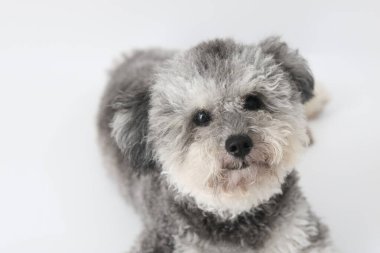 Gümüş renkli hayalet bir oyuncak kaniş yerde rahatça dinleniyor, büyük, anlamlı gözleriyle doğrudan kameraya bakıyor. Beyaz arkaplan ile yakalanan.