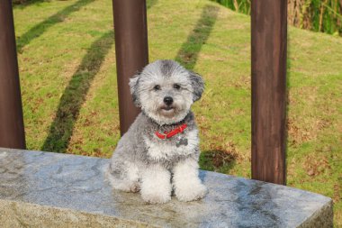 Beton bir blokta poz veren sevimli gümüş oyuncak kaniş köpeği poz veriyor. Kabarık pençeli ve kıvırcık kürklü kameraya bakıyor. Arka planda yeşil çimenler ve tahta direkler var..