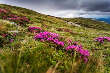 Romanya 'daki Bucegi Dağları' nın engebeli arazisinde canlı rododendronlar açıyor. Rengarenk yaprakları yemyeşil çayırlara ve sumemr gününde yükselen tepelere güzel bir şekilde zıt düşüyor.