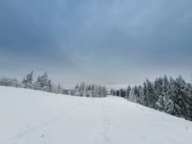 Romanya 'nın Azuga kentindeki evcilleştirilmemiş Karpat Dağları' nın kış büyüsüne kapılmış
