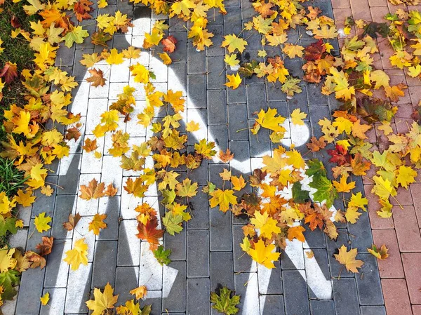 Sonbahar izinleriyle kaplı bir yetişkin ve çocuk resmi olan yaya yolu. Aile yürüyüşleri. Güvenlik. Yüksek kalite fotoğraf