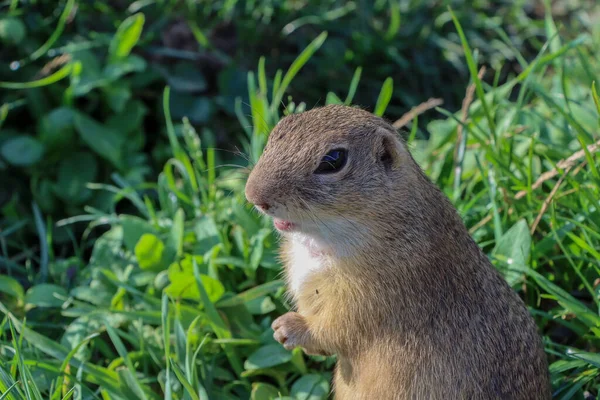 Yeşil çimlerin üzerinde arka ayakları üzerinde duran Avrupalı bir sincabın yakın çekimi. Yüksek kalite fotoğraf