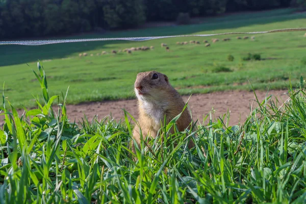 Yeşil çimlerin üzerinde arka ayakları üzerinde duran Avrupalı bir sincabın yakın çekimi. Yüksek kalite fotoğraf