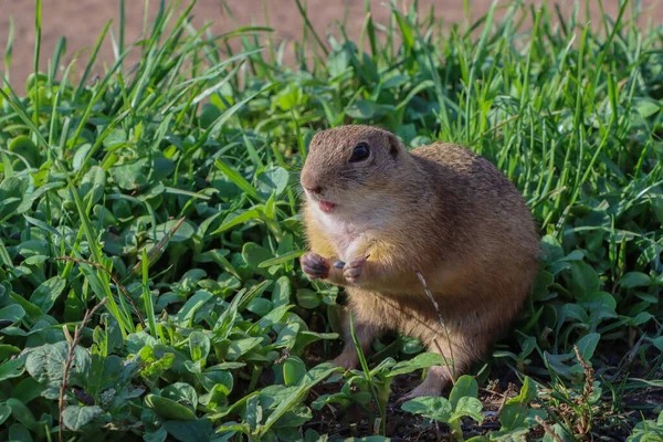 Yeşil çimlerin üzerinde arka ayakları üzerinde duran Avrupalı bir sincabın yakın çekimi. Yüksek kalite fotoğraf