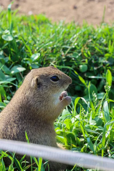 Yeşil çimlerin üzerinde arka ayakları üzerinde duran Avrupalı bir sincabın yakın çekimi. Yüksek kalite fotoğraf