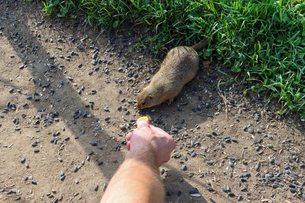 Avrupalı sincabı havuçla besleyen adam. Yüksek kalite fotoğraf