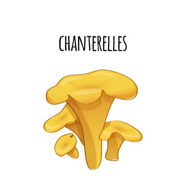 Orman chanterelles kümesi. Vektör rengi çizim.