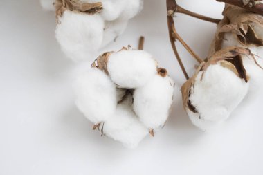 Beyaz doğal pamuk çiçek. Dal kuru tomurcukları.