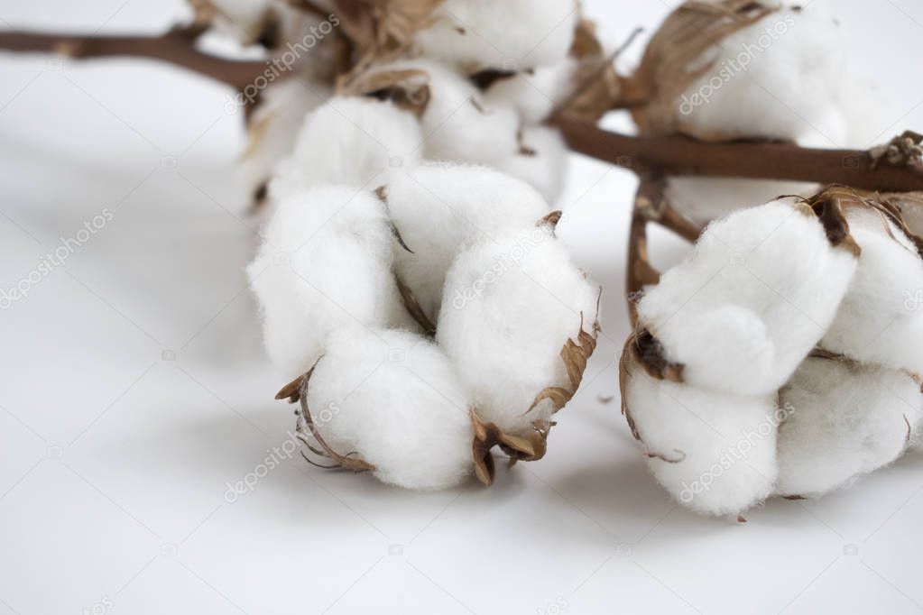 White natural cotton flowers. Dry buds on a branch.